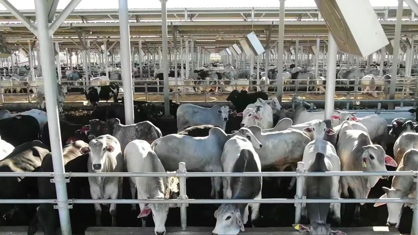First Stage of One Million Head of Cattle Project