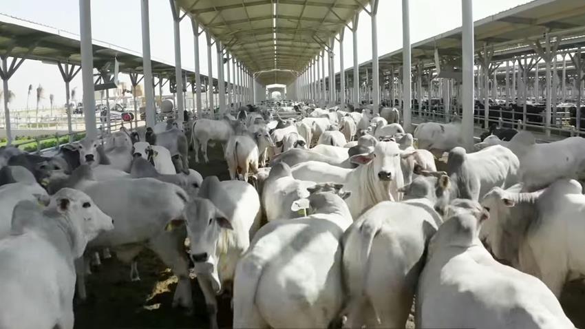 المجمع رقم 2 للإنتاج الحيواني بالبحيرة