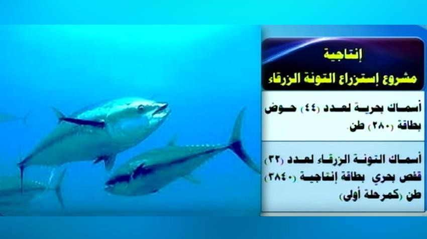 استزراع التونة الزرقاء