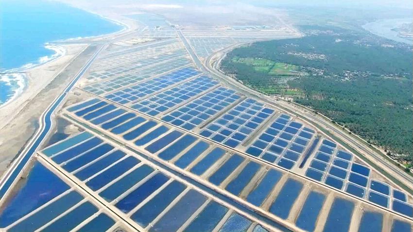 "بركة غليون " أكبر مزرعة للاستزراع السمكي بالشرق الأوسط