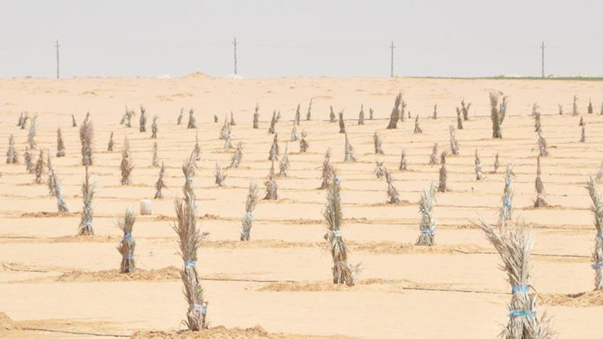 إطلاق مشروع تنمية واستصلاح 1,5 مليون فدان بالفرافرة