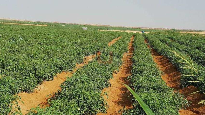 استصلاح عشرة آلاف فدان بالفرافرة