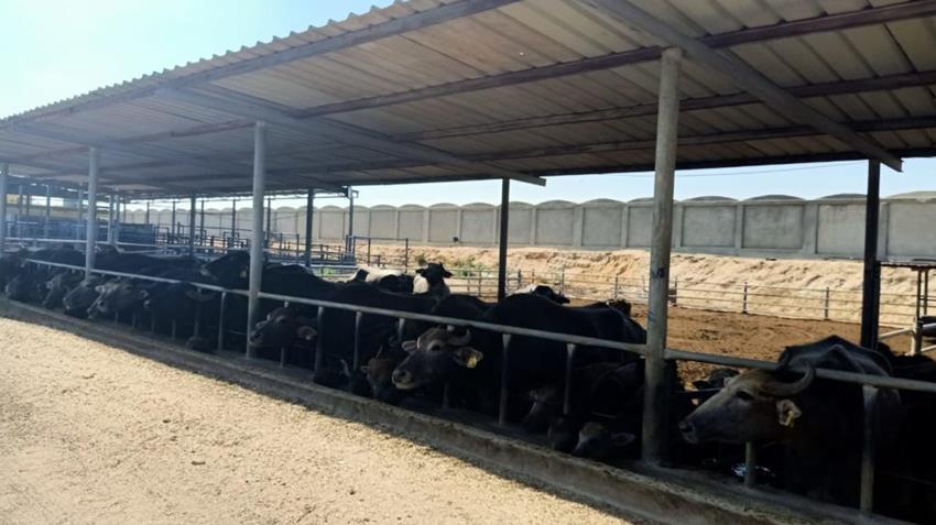 إنشاء محطة الإنتاج الحيواني لتصنيع الألبان بالنوبارية بمحافظة البحيرة