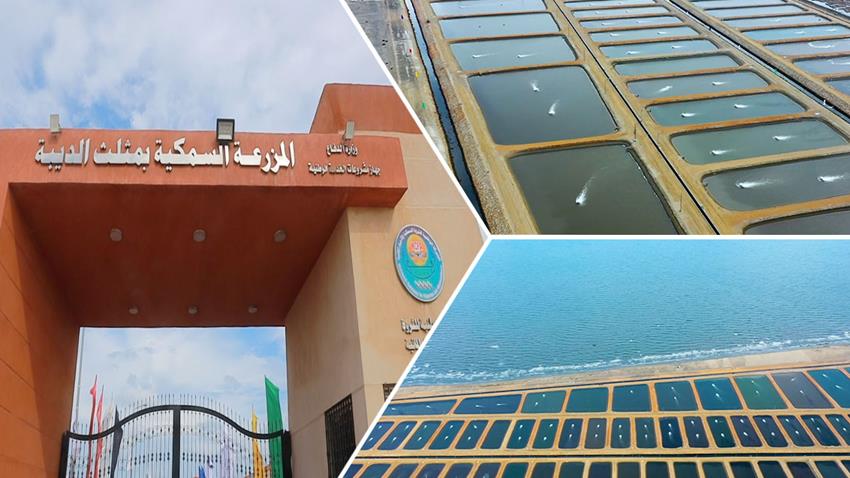 افتتاح المزرعة السمكية بمثلث الديبة غرب بورسعيد