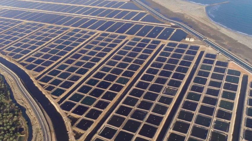 افتتاح المرحلة الأولى من مشروع الفيروز للاستزراع السمكي شرق التفريعة بمحافظة بورسعيد