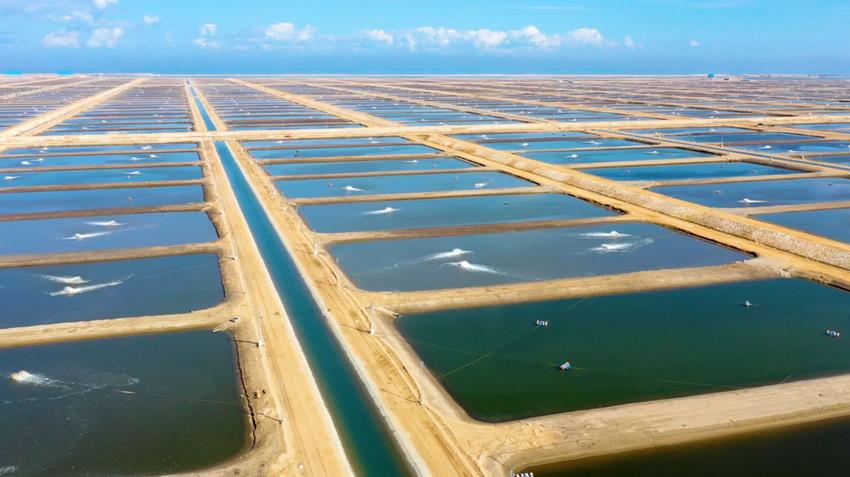 افتتاح المرحلة الأولى من مشروع الفيروز للاستزراع السمكي شرق التفريعة بمحافظة بورسعيد