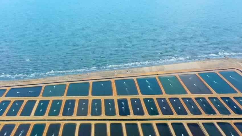 افتتاح المزرعة السمكية بمثلث الديبة غرب بورسعيد