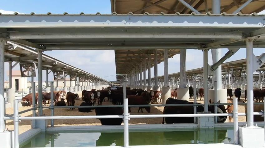L'ouverture du  complexe de production animale n° 5 à Al-Nobariya à Al-Beheira