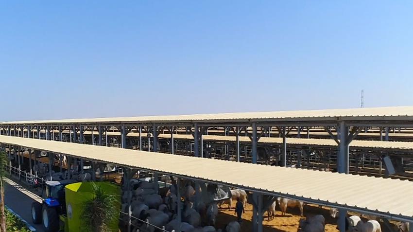 افتتاح مجمع الإنتاج الحيواني رقم 8 بمحافظة الفيوم