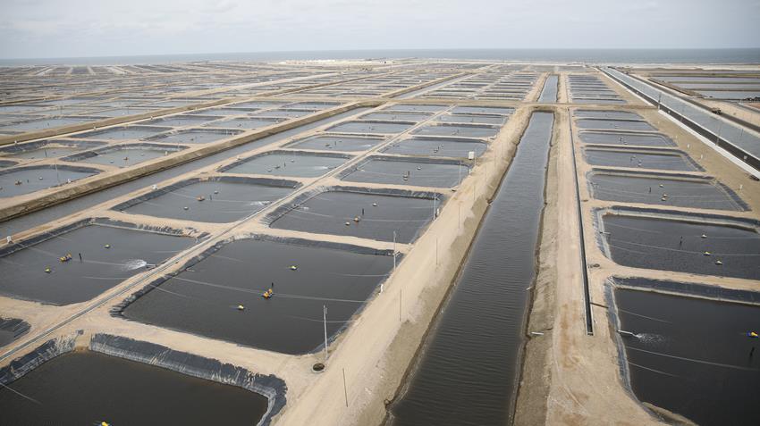 "بركة غليون“ أكبر مزرعة للاستزراع السمكي بالشرق الأوسط