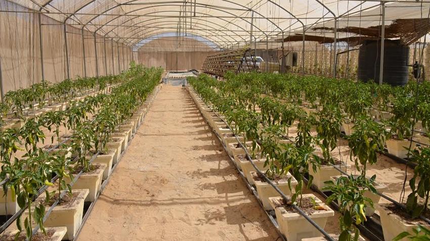 الصوب الزراعية قرية الأمل بالقنطرة شرق